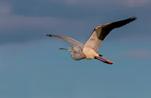 <b class=qtipBold><figcaption>Tricolor heron in flight</figcaption></b><br>Tricolor heron in flight at sunset in late light<br><em>© RussellBurden</em> Tricolor heron in flight