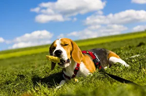 Tricolour Beagle, male chewing on an object Tricolour Beagle, male chewing on an object