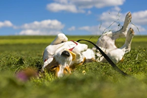 Tricolour Beagle, male rolling in the grass Tricolour Beagle, male rolling in the grass