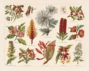 Tropic, evergreen, and poisonous plants, chromolithograph, published in 1897 Tropic, evergreen, and poisonous plants, chromolithograph, published in 1897