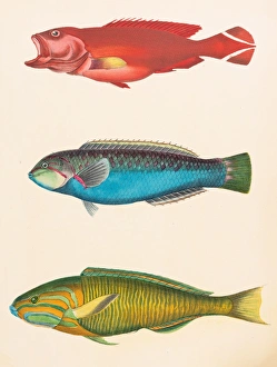 Tropical asian fishes illustration 1856 Tropical asian fishes illustration 1856