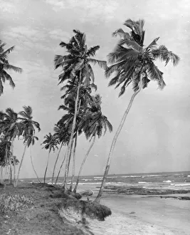 Tropical Beach
