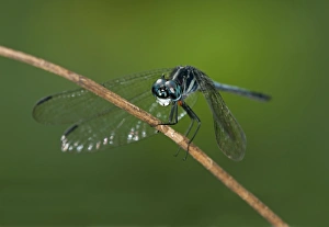 Tropical dragonfly Dythemis multipunctata, Tiputini rain forest, Yasuni National Park Tropical dragonfly Dythemis multipunctata, Tiputini rain forest, Yasuni National Park