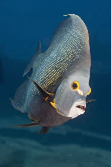 Images Dated 14th March 2011: Tropical fish (Angelfish) on coral reef in Pacific