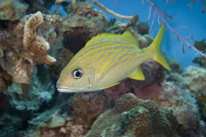 Images Dated 13th March 2011: Tropical fish (French Grunt) on coral reef