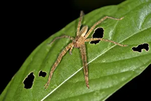 Tropical Wandering Spider -Cupiennius bimaculatus-, Tambopata Nature Reserve Tropical Wandering Spider -Cupiennius bimaculatus-, Tambopata Nature Reserve