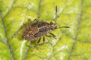 True Bug -Rhopalus subrufus-, larva, Baden-Wuerttemberg, Germany True Bug -Rhopalus subrufus-, larva, Baden-Wuerttemberg, Germany