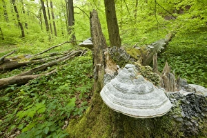True Tinder Polypore fungus -Fomes fomentarius- at the base of the trunk of a dead True Tinder Polypore fungus -Fomes fomentarius- at the base of the trunk of a dead
