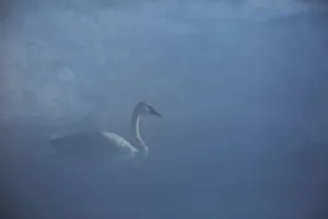 <b class=qtipBold><figcaption>Trumpeter Swan</figcaption></b><br>A trumpeter swan swims through a warm spring in Grand Teton National Park, Wyoming.<br><em>© 2016 Chase Dekker Wild-Life Images</em> Trumpeter Swan