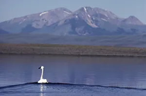 Trumpeter swan (Cygnus BUCCINATOR), RED Rocks Lake NWR, Montana Trumpeter swan (Cygnus BUCCINATOR), RED Rocks Lake NWR, Montana