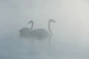 <b class=qtipBold><figcaption>Trumpeter Swans</figcaption></b><br>A pair of trumpeter swans glide slowly through a warm spring in Grand Teton National Park, Wyoming.<br><em>© 2016 Chase Dekker Wild-Life Images</em> Trumpeter Swans