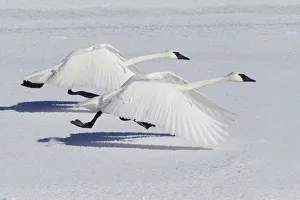 Trumpeter Swans (Cygnus buccinator) taking flight over snow, Yellowstone National Park Trumpeter Swans (Cygnus buccinator) taking flight over snow, Yellowstone National Park