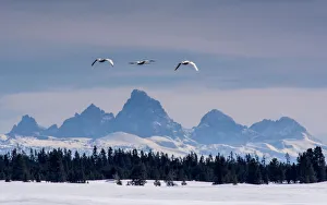 Trumpeter Swans (Cygnus buccinator) flying with Teton Range in background, Harriman Ranch Trumpeter Swans (Cygnus buccinator) flying with Teton Range in background, Harriman Ranch