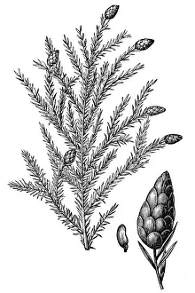 Tsuga canadensis, also known as eastern hemlock, eastern hemlock-spruce or Canadian Tsuga canadensis, also known as eastern hemlock, eastern hemlock-spruce or Canadian