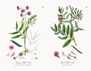 Tuberous Bitter Vetch, Lathyrus macrorrhizus, Victorian Botanical Illustration, 1863 Tuberous Bitter Vetch, Lathyrus macrorrhizus, Victorian Botanical Illustration, 1863