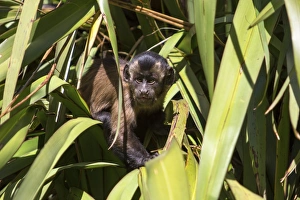 Tufted Capuchin, Black-capped Capuchin or Pin Monkey -Cebus apella-, infant sitting in a palm, Northwood, Christchurch Tufted Capuchin, Black-capped Capuchin or Pin Monkey -Cebus apella-, infant sitting in a palm, Northwood, Christchurch