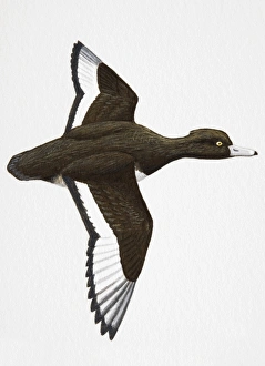 Tufted Duck (Aythya fuligula), medium-sized, adult male diving duck Tufted Duck (Aythya fuligula), medium-sized, adult male diving duck