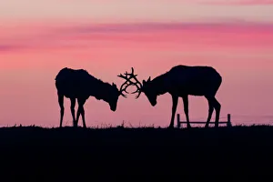 <b class=qtipBold><figcaption>Tule elk</figcaption></b><br>A pair of tule elk at point reyes.<br><em>© 2015 Phoo Chan</em> Tule elk