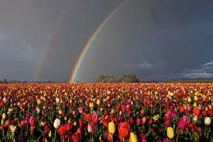 Tulip field