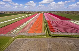 Tulip fields, North Holland, Netherlands Tulip fields, North Holland, Netherlands