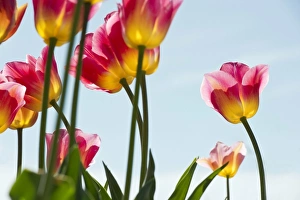 Tulips, Mainau, Konstanz, Baden-Wurttemberg, Germany Tulips, Mainau, Konstanz, Baden-Wurttemberg, Germany