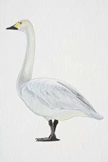 Images Dated 21st September 2006: Tundra or Bewicks Swan (Cygnus columbianus), with yellow-black bill and black feet, side view