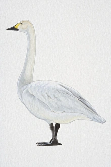 Tundra or Bewicks Swan (Cygnus columbianus), with yellow-black bill and black feet Tundra or Bewicks Swan (Cygnus columbianus), with yellow-black bill and black feet