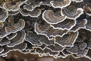 Turkey Tail -Trametes versicolor- on the trunk of a beech, Thuringia, Germany Turkey Tail -Trametes versicolor- on the trunk of a beech, Thuringia, Germany