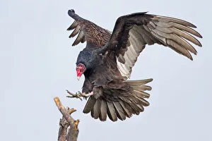 <b class=qtipBold><figcaption>Turkey Vulture</figcaption></b><br>CHRP<br><em>© Phoo Chan</em> Turkey Vulture