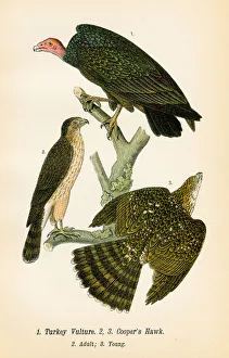 Turkey vulture and hawk bird lithograph 1890 Turkey vulture and hawk bird lithograph 1890