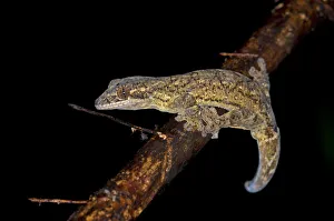 Turnip-tailed Gecko -Thecadactylus rapicaudus-, Tiputini rainforest, Yasuni National Park Turnip-tailed Gecko -Thecadactylus rapicaudus-, Tiputini rainforest, Yasuni National Park