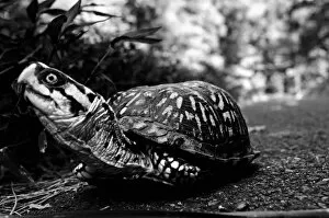 Images Dated 24th July 2010: Turtle