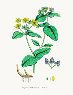 Tutsan plant medicinal antidepressant plant Tutsan plant medicinal antidepressant plant