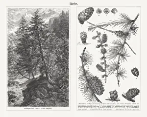 Twigs and cons of different types of larch trees, published 1897 Twigs and cons of different types of larch trees, published 1897