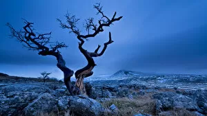 Images Dated 27th January 2013: Twisted tree with Ingleborough fell, Twistleton Scar. Yorkshire Dales. UK