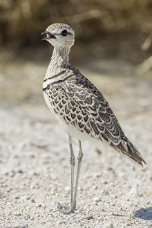 Two-banded courser -Rhinoptilus africanus-, Etosha National Park, Namibia, Africa Two-banded courser -Rhinoptilus africanus-, Etosha National Park, Namibia, Africa