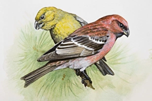 Two-barred crossbill (Loxia leucoptera), male and female, perching on a pine branch Two-barred crossbill (Loxia leucoptera), male and female, perching on a pine branch