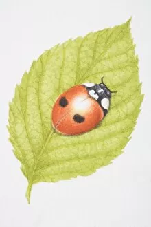 Images Dated 27th June 2006: Two-Spotted Lady Beetle, Two-spotted Ladybird (Adalia bipunctata), on green leaf