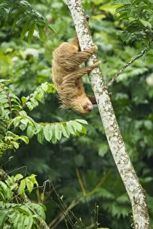 Images Dated 13th September 2017: Two-Toed Sloth