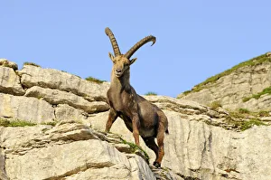 Typical pose of an alpine ibex (Capra ibex) Typical pose of an alpine ibex (Capra ibex)