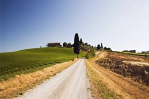 Typical Tuscan landscape with a cypress -Cupressus-, near Ville de Corsano, Tuscany, Italy, Europe Typical Tuscan landscape with a cypress -Cupressus-, near Ville de Corsano, Tuscany, Italy, Europe