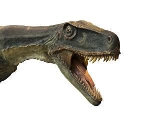 Images Dated 10th August 2014: Tyrannosaurus Rex