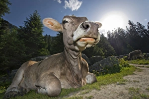 Tyrolean Brown, hornless cow, chewing a cud, Grawa Alm alpine pasture, Stubai Valley Tyrolean Brown, hornless cow, chewing a cud, Grawa Alm alpine pasture, Stubai Valley