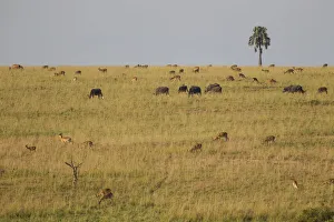Uganda kob, Kobus kob thomasi, and Cape buffalo, Syncerus caffer, grazing Uganda kob, Kobus kob thomasi, and Cape buffalo, Syncerus caffer, grazing