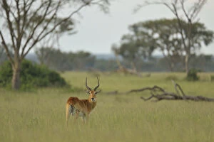 Images Dated 9th November 2010: Ugandan Kob (Kobus kob thomasi) male, Queen Elizabeth National Park, Uganda, Africa