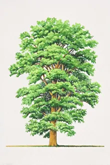 <b class=qtipBold><figcaption>Ulmus procera, English Elm tree</figcaption></b><br>Ulmus procera, English Elm tree.<br><em>© This content is subject to copyright.</em> Ulmus procera, English Elm tree