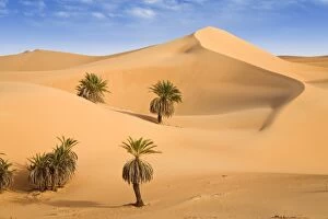 Images Dated 9th March 2011: Um el Ma Oasis, date palms and sand dunes, Libyan Desert, Libya, Sahara, North Africa, Africa