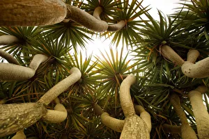 <b class=qtipBold><figcaption>Underside of tropical tree</figcaption></b><br>Underside of a very old Cordyline-Australis tropical tree / plant. The leaves are shaped like star-bursts or similar to the top of a palm tree.<br><em>© Kjell Suwardi Linder</em> Underside of tropical tree