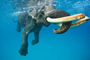 Images Dated 29th September 2013: Underwater elephant