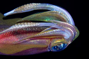 <b class=qtipBold><figcaption>Squid</figcaption></b><br>Underwater. Night dive. Reef squid close-up.<br><em>© Andrey Narchuk</em> Squid
